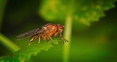 Diese Fliege (Neuroctena anilis) hat sich kurz vorgestellt :)) This fly (Neuroctena anilis) introduced itself briefly :)) Cette mouche (Neuroctena anilis) s'est présentée brièvement :))