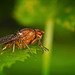 Diese Fliege (Neuroctena anilis) hat sich kurz vorgestellt :)) This fly (Neuroctena anilis) introduced itself briefly :)) Cette mouche (Neuroctena anilis) s'est présentée brièvement :))