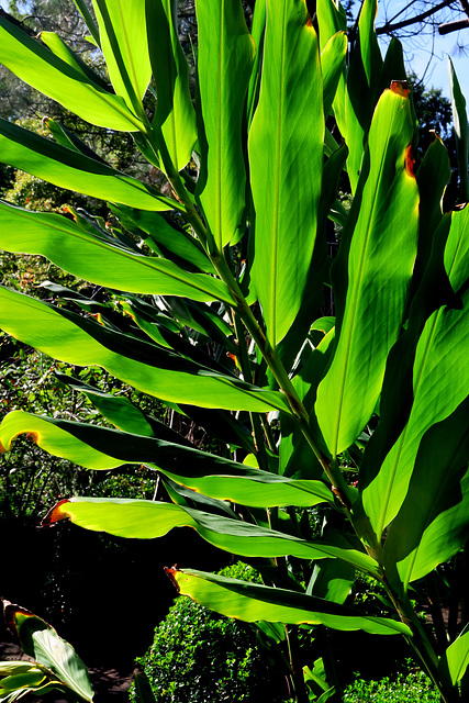 IMG 2756-001-Lesser Galangal