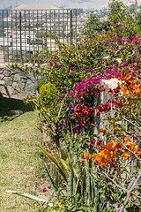 bouganvillias three colours, HFF