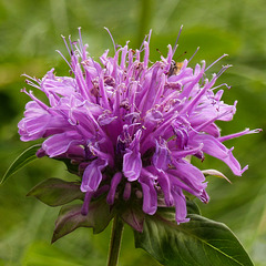 Wild bergamot, Monarda fistulosa