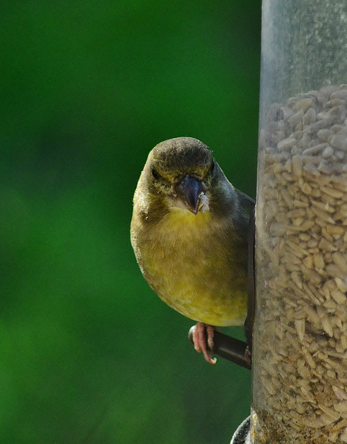 Greenfinch