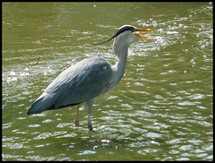 heron struck lucky