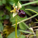 Spinnen-Ragwurz, Ophrys sphegodes s. l. - 2016-04-26_D4_DSC6733