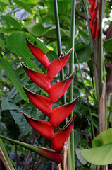 Balisier (Heliconia bihai) (Amérique du sud et Caraïbes)