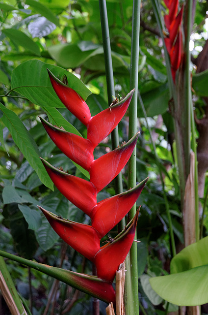 Balisier (Heliconia bihai) (Amérique du sud et Caraïbes)