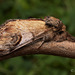 Pebble Prominent (Notodonta ziczac)
