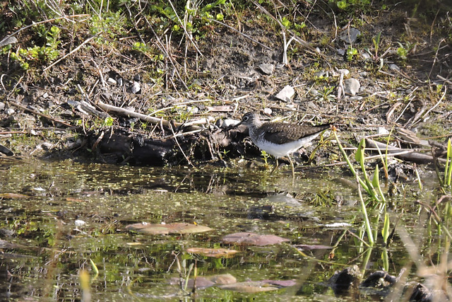 Solitary Sandpiper