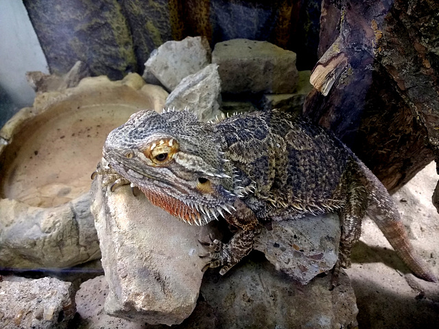 Bearded Dragon