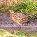 Pheasant