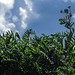 20190902 5689CPw [D~VR] Rainfarn (Tanacetum vulgare), Boddenland, Müggenburg
