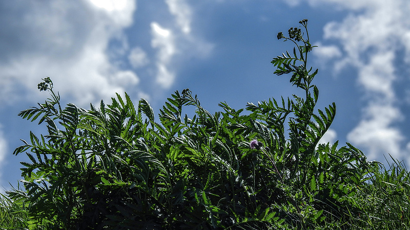 20190902 5689CPw [D~VR] Rainfarn (Tanacetum vulgare), Boddenland, Müggenburg