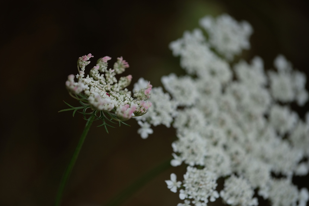 DSCF3056