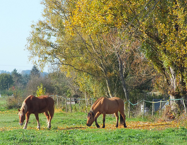 Les chevaux de l'automne