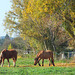 Les chevaux de l'automne