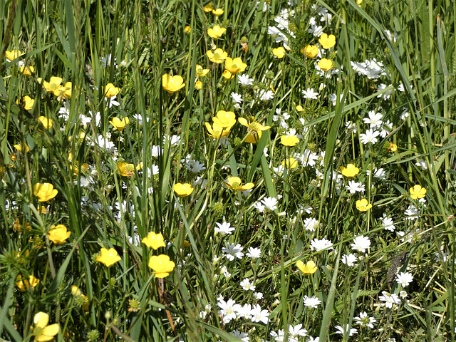 Wildblumen in der Wiese