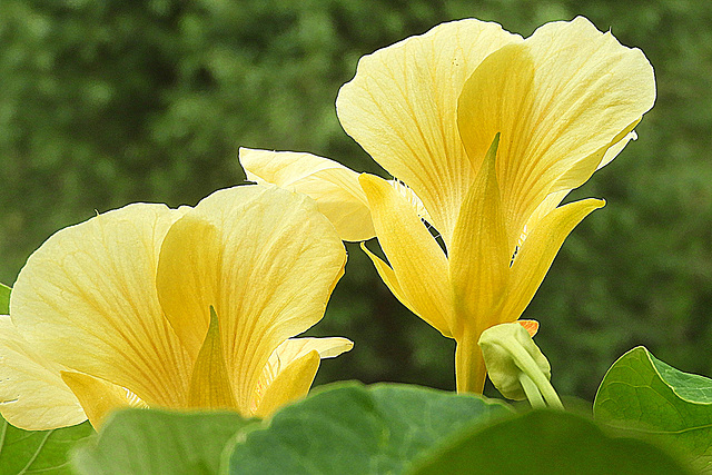 Tropaeolum   yellow princes