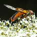 20210813 2421CPw [D~LIP] Breitflügelige Raupenfliege (Ectophasia crassipennis), Möhre (Daucus carota), Bad Salzuflen