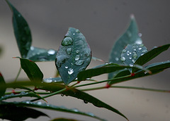 Rain drops...