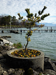 An der Uferpromenade bei Morges