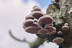 Micro Fungi 2