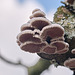 Micro Fungi 2