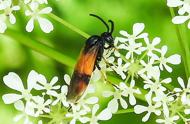 20230528 0259CPw [D~HF] Bürstenhornblattwespe (Arge cyanocroecea ), Wiesen-Kerbel (Anthriscus sylvestris agg), Bismarckturm, Herford