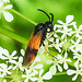 20230528 0259CPw [D~HF] Bürstenhornblattwespe (Arge cyanocroecea ), Wiesen-Kerbel (Anthriscus sylvestris agg), Bismarckturm, Herford