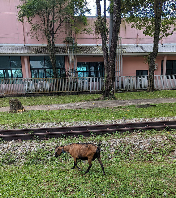 Chèvre ferroviaire / Railway's lonely and lovely goat