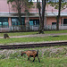 Chèvre ferroviaire / Railway's lonely and lovely goat