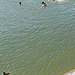 Canards à contre-courant