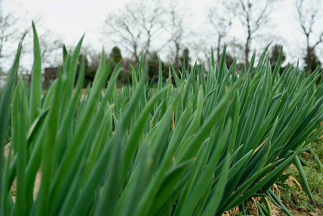 Welsh onions