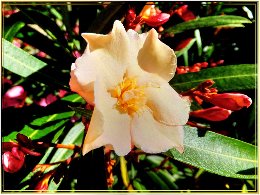 Gelber Oleander.  ©UdoSm