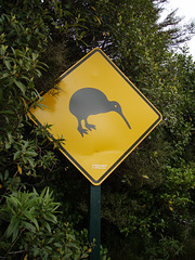 Road sign Caution Kiwis! beside the road to Whakapapa