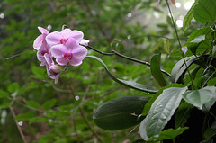 Orchidée