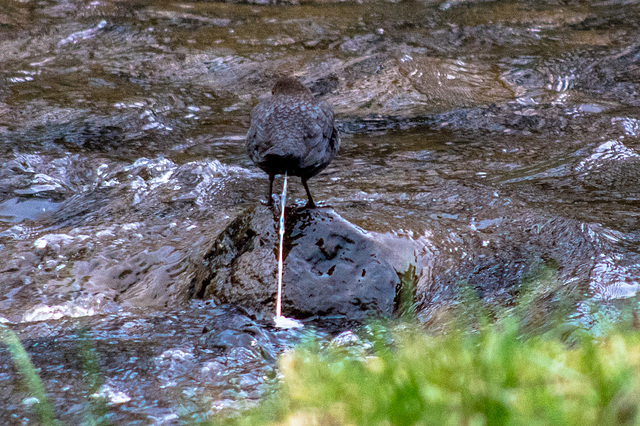 Dipper - just before liftoff