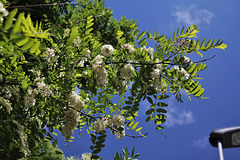 Robinia pseudoacacia (9)