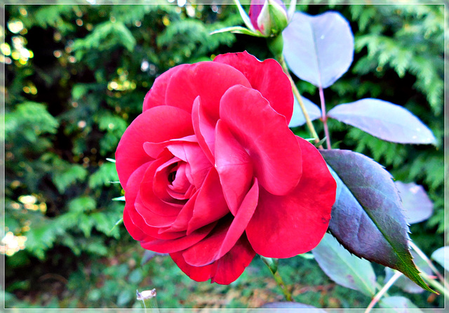 Rose du jardin