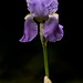 Iris bulbos