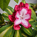 Rhododendren Blüte