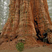 200506 Pierre USA California Redwood NP Giant Sequoia
