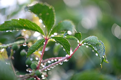 DSCF3674