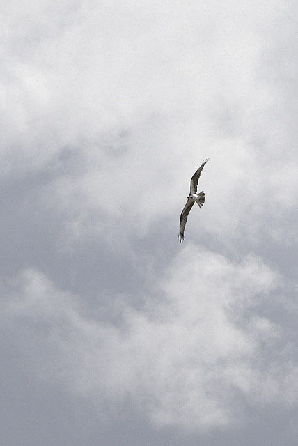 Osprey