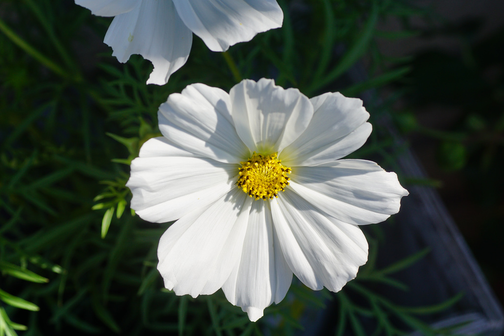Cosmea