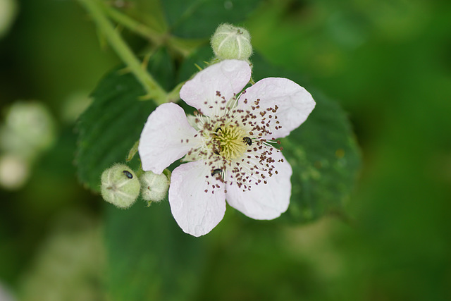 Brombeerblüte