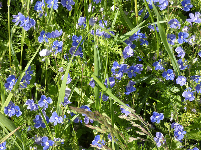 Blümchen am Wegesrand