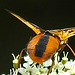 20210813 2422CPw [D~LIP] Breitflügelige Raupenfliege (Ectophasia crassipennis), Möhre (Daucus carota), Bad Salzuflen