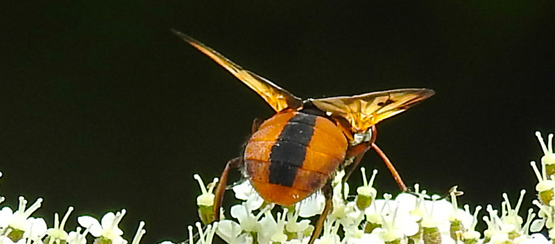 20210813 2422CPw [D~LIP] Breitflügelige Raupenfliege (Ectophasia crassipennis), Möhre (Daucus carota), Bad Salzuflen