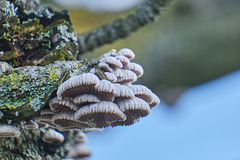 Micro Fungi 3