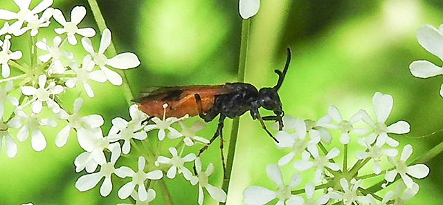 20230528 0261CPw [D~HF] Bürstenhornblattwespe (Arge cyanocroecea ), Wiesen-Kerbel (Anthriscus sylvestris agg), Bismarckturm, Herford